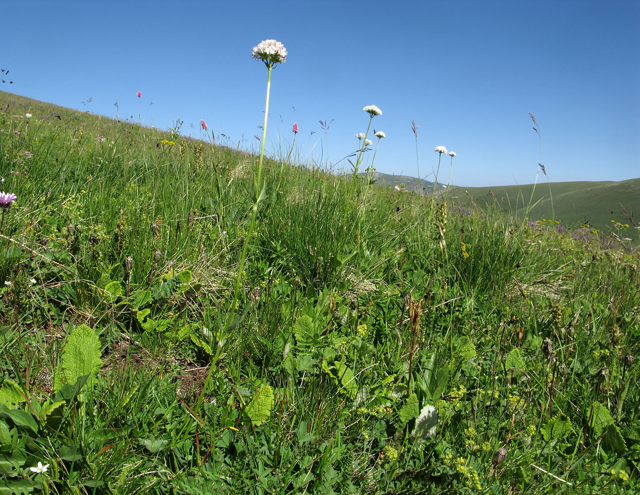 Изображение особи Valeriana alpestris.