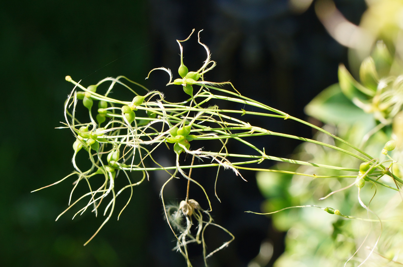 Image of Clematis mandshurica specimen.