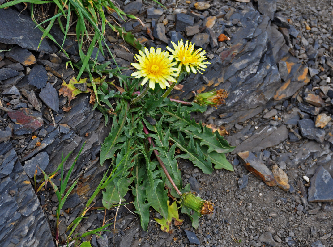 Изображение особи род Taraxacum.