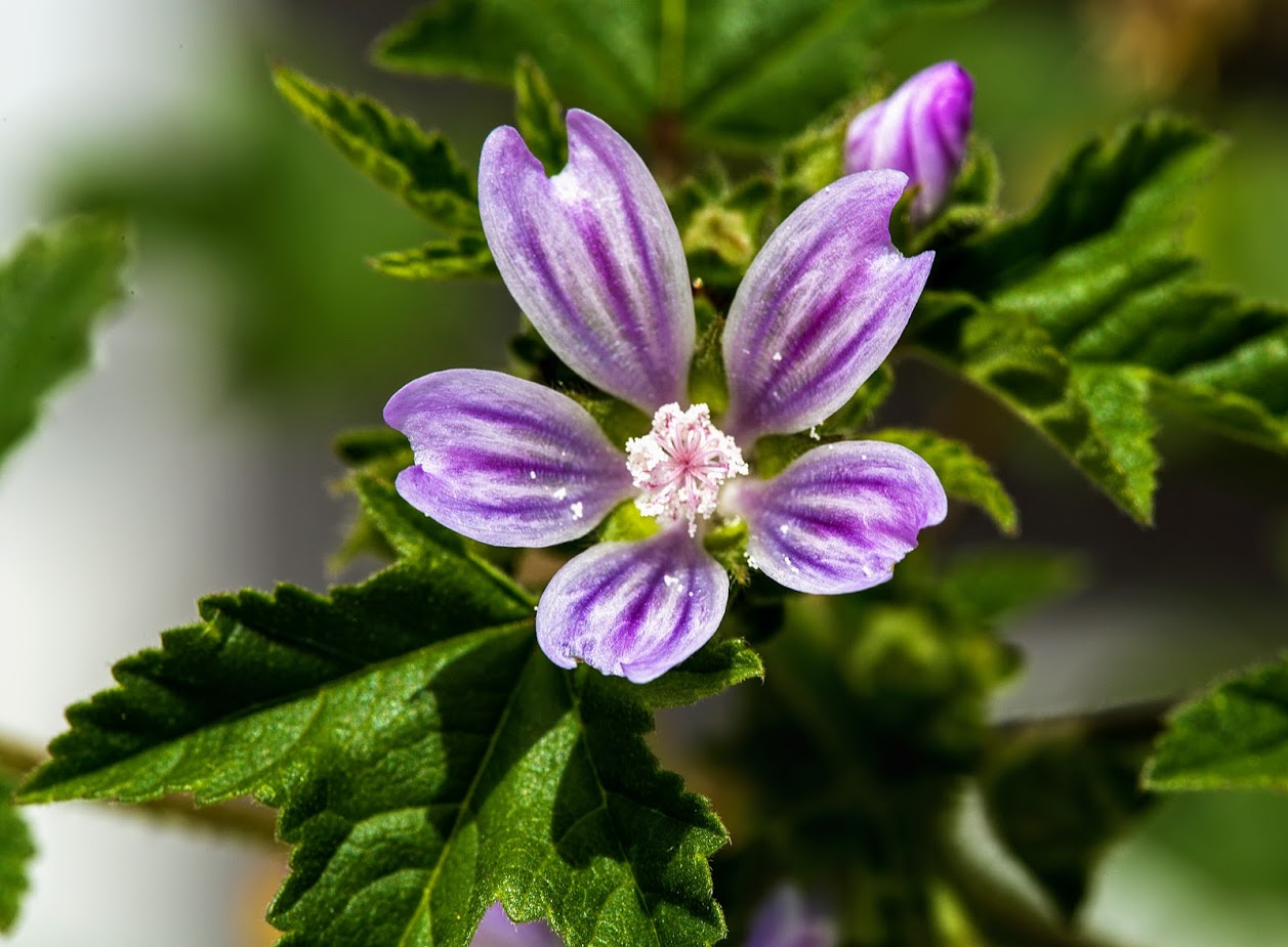 Image of Malva multiflora specimen.