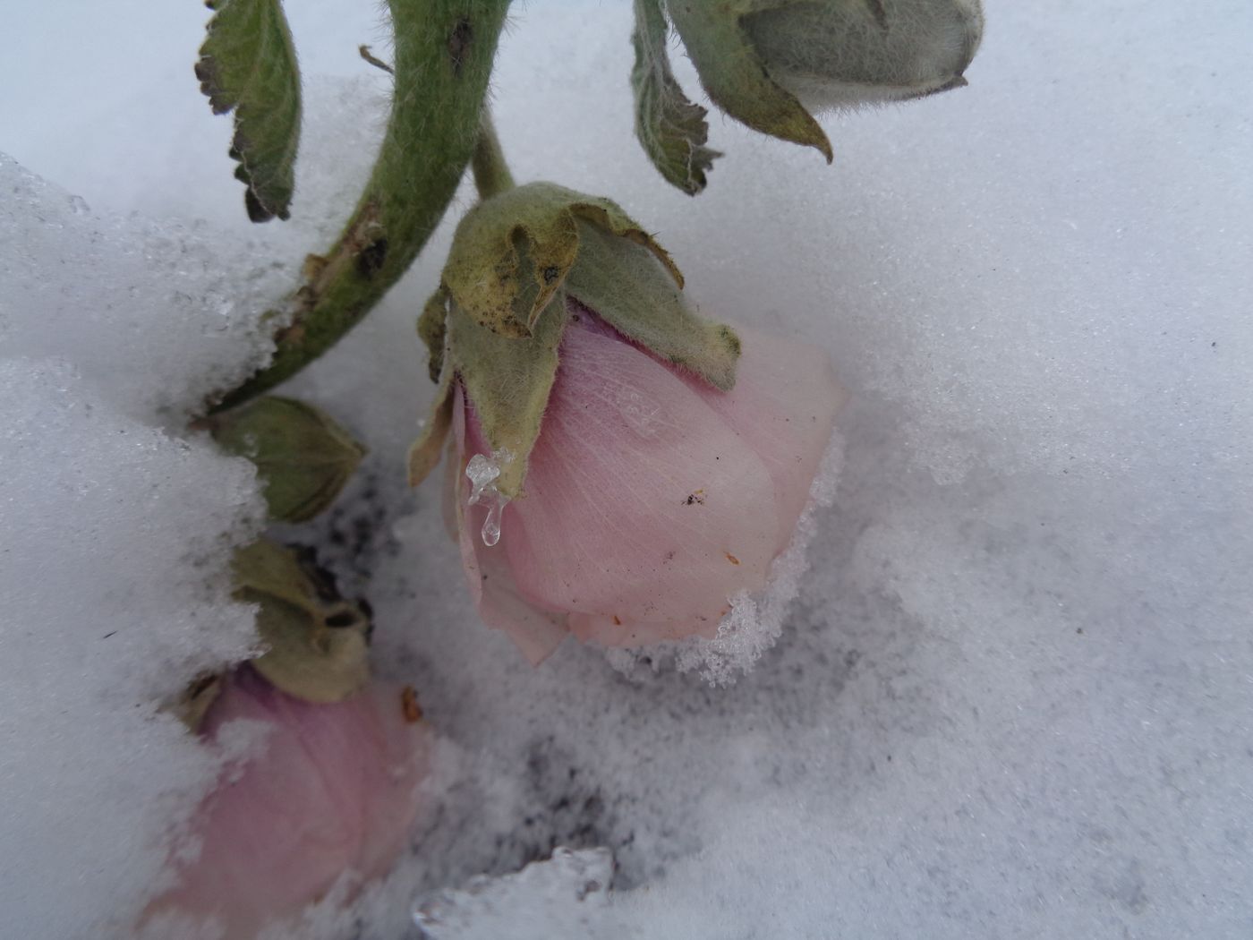 Image of Alcea rosea specimen.