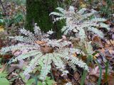 Adiantum pedatum. Растения в осенней окраске. Хабаровский край, Хабаровский р-н, 17 км Владивостокского шоссе, широколиственный лес. 02.10.2011.