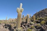 Trichocereus atacamensis