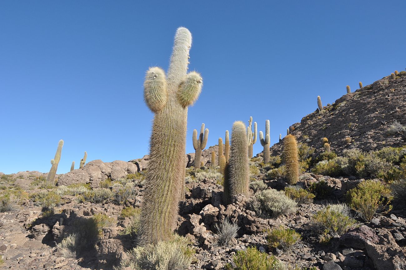 Изображение особи Trichocereus atacamensis.