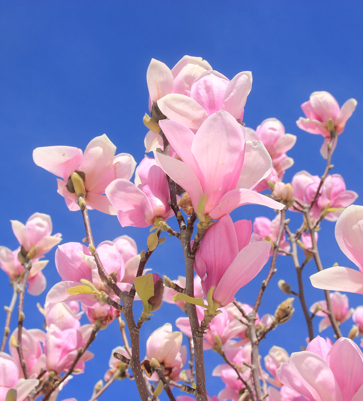 Image of Magnolia × soulangeana specimen.