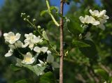 род Philadelphus