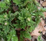 Corydalis nobilis. Верхушки растений с развивающимися соцветиями. Москва, Воробьёвы горы, Ботанический сад МГУ, альпинарий, в культуре. 21.04.2018.