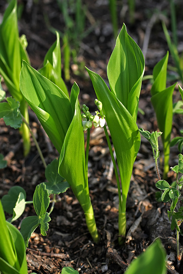 Изображение особи Convallaria majalis.