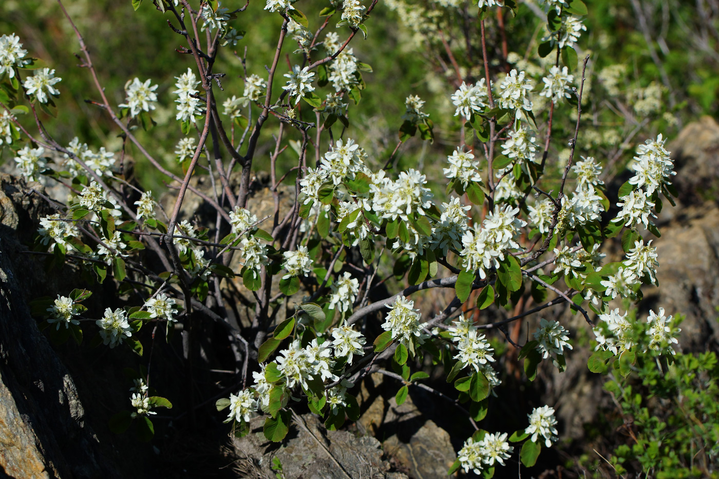 Image of Amelanchier ovalis specimen.