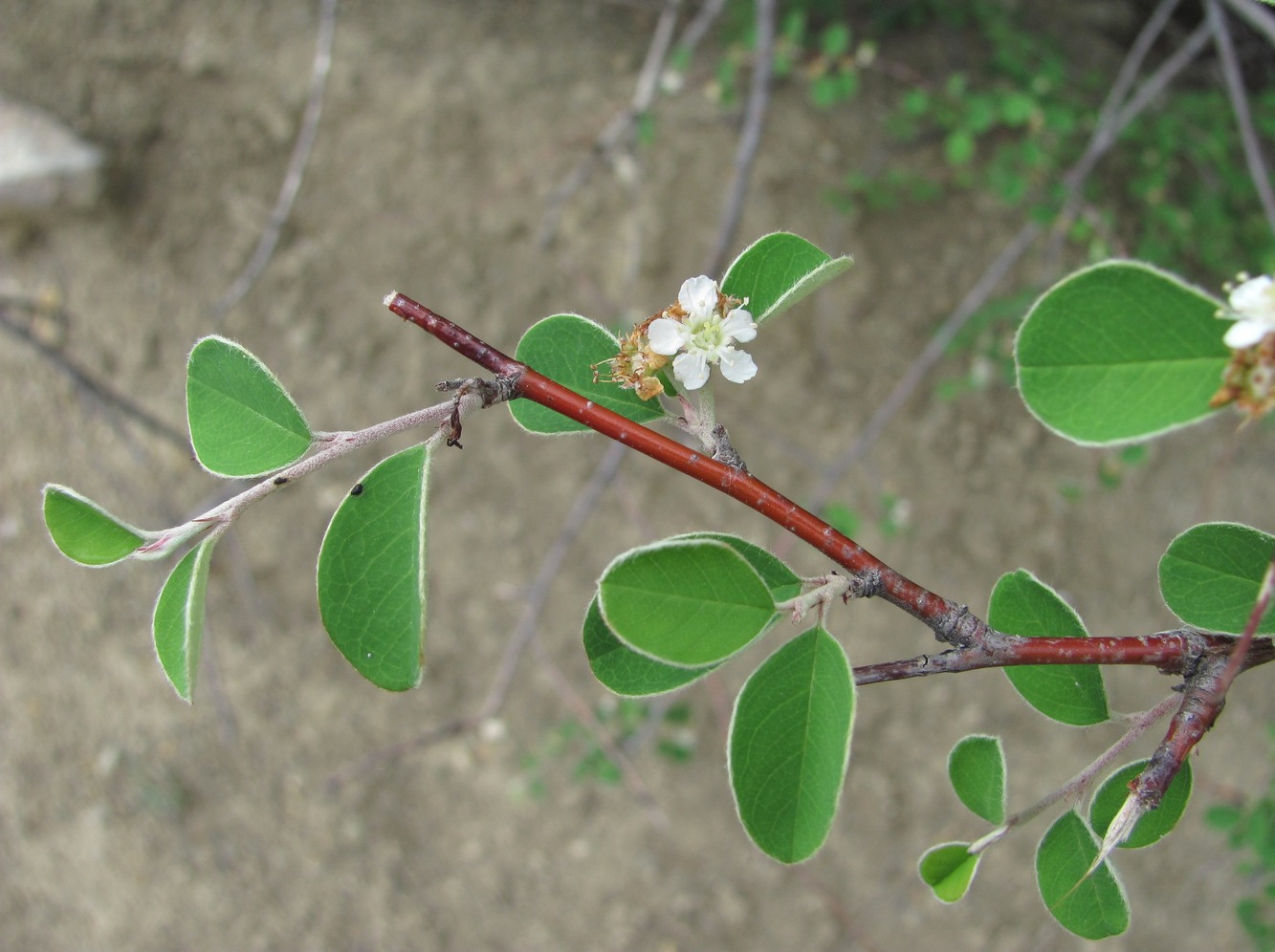 Изображение особи Cotoneaster suavis.