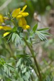 Thermopsis alpina