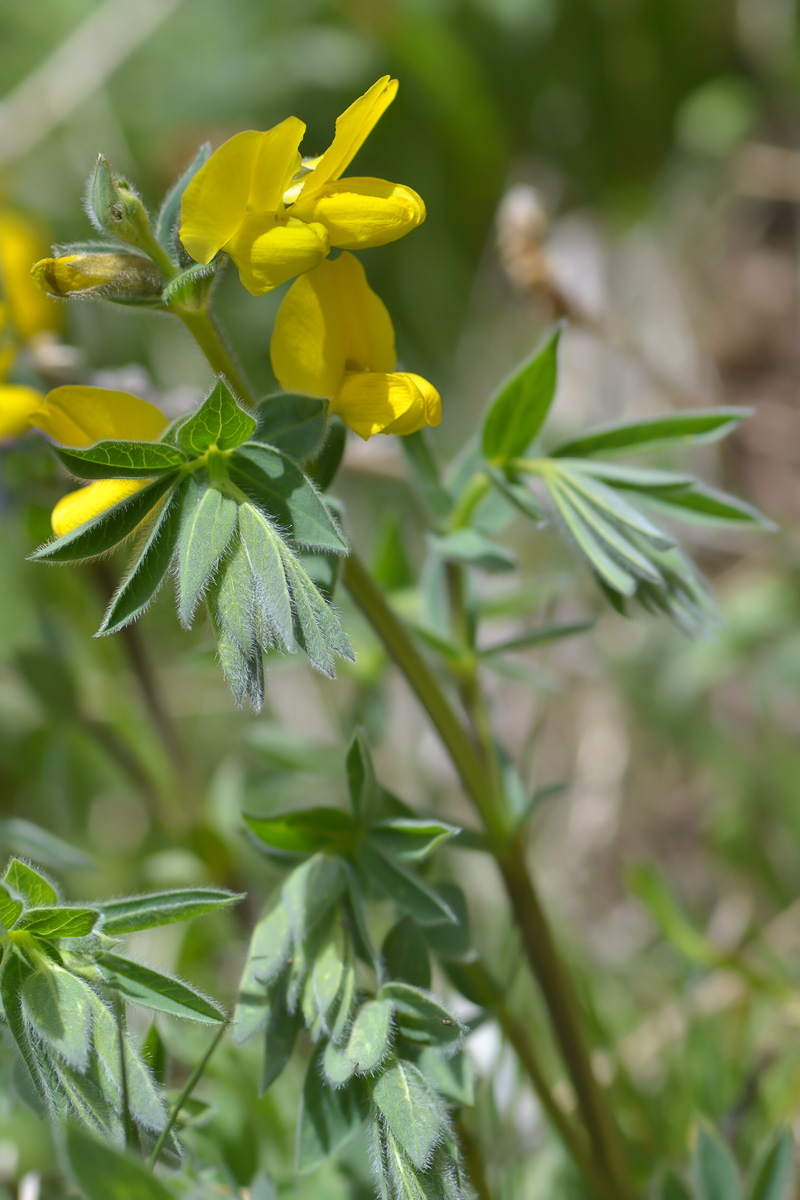 Image of Thermopsis alpina specimen.