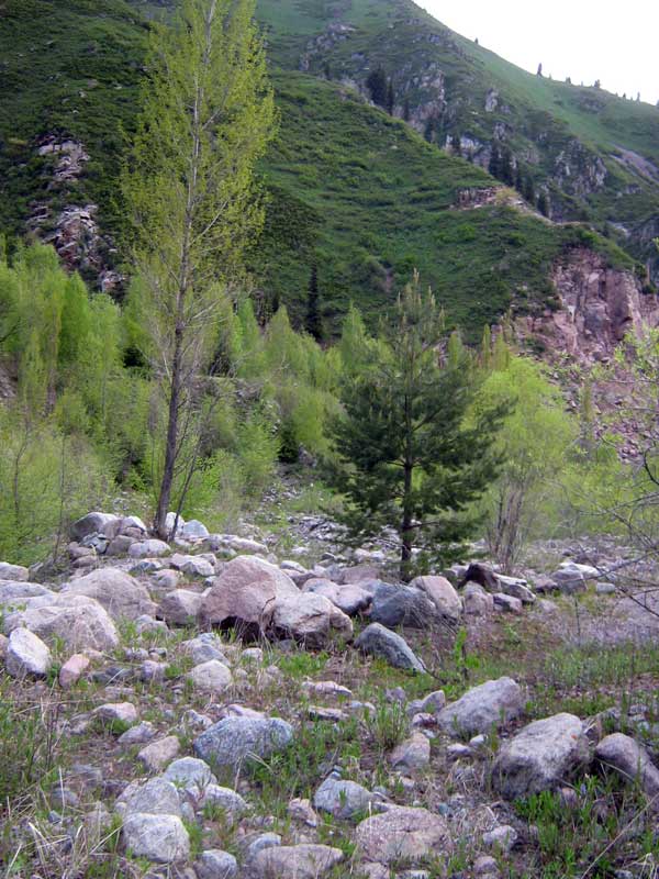 Image of Pinus sylvestris specimen.