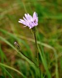 Scorzonera purpurea. Верхушка побега с соцветиями и кормящейся мухой. Тульская обл., Ефремовский р-н, долина р. Красивая Меча, разнотравная степь. 03.06.2018.