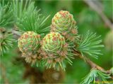 Larix kaempferi. Часть ветви с молодыми шишками. Украина, Ивано-Франковская обл., Болеховский горсовет, Поляницкий сельсовет, Поляницкий региональный ландшафтный парк, урочище Граница, редколесье. 20.05.2018.