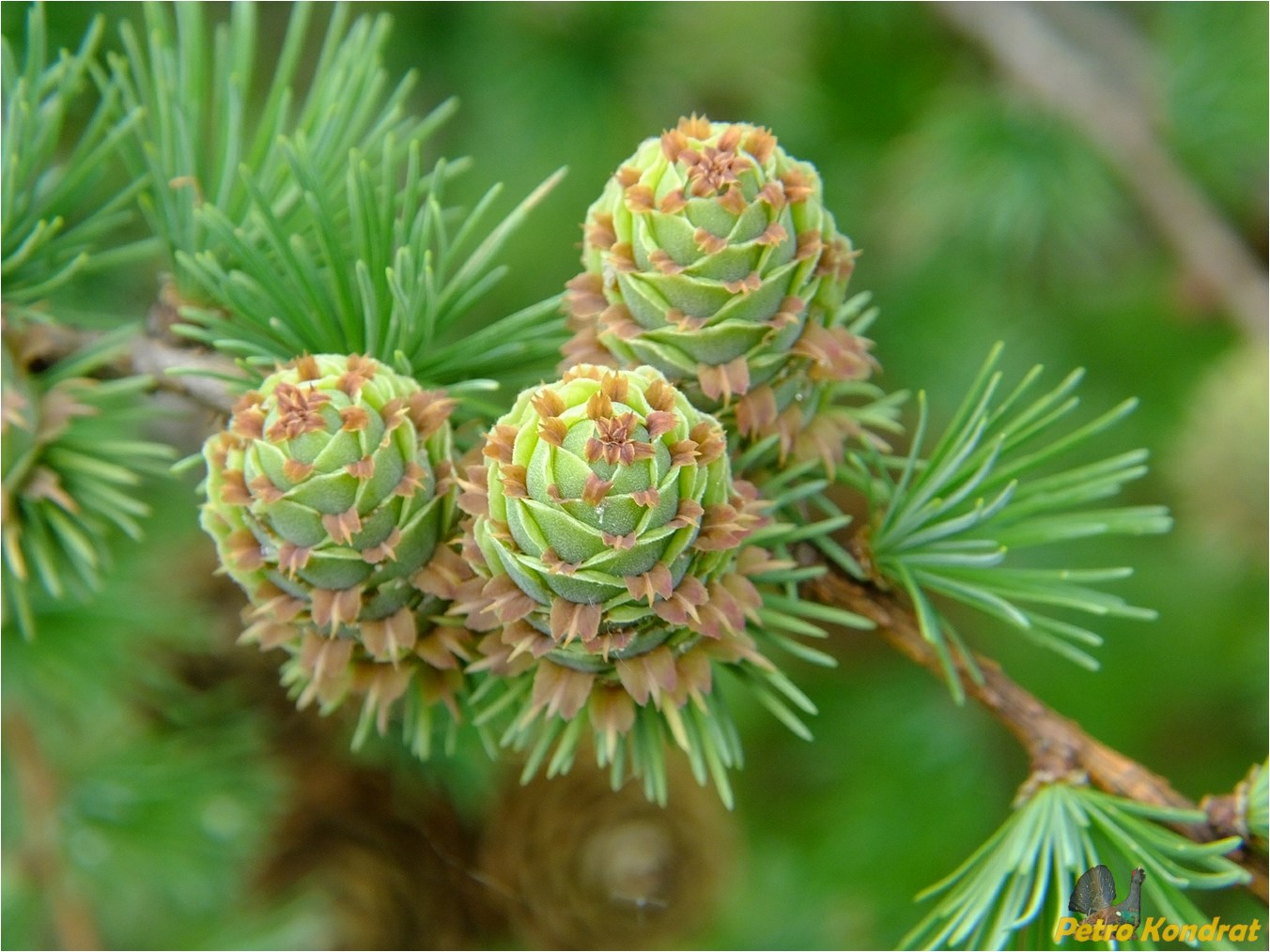 Изображение особи Larix kaempferi.