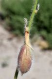 Astragalus rubellus