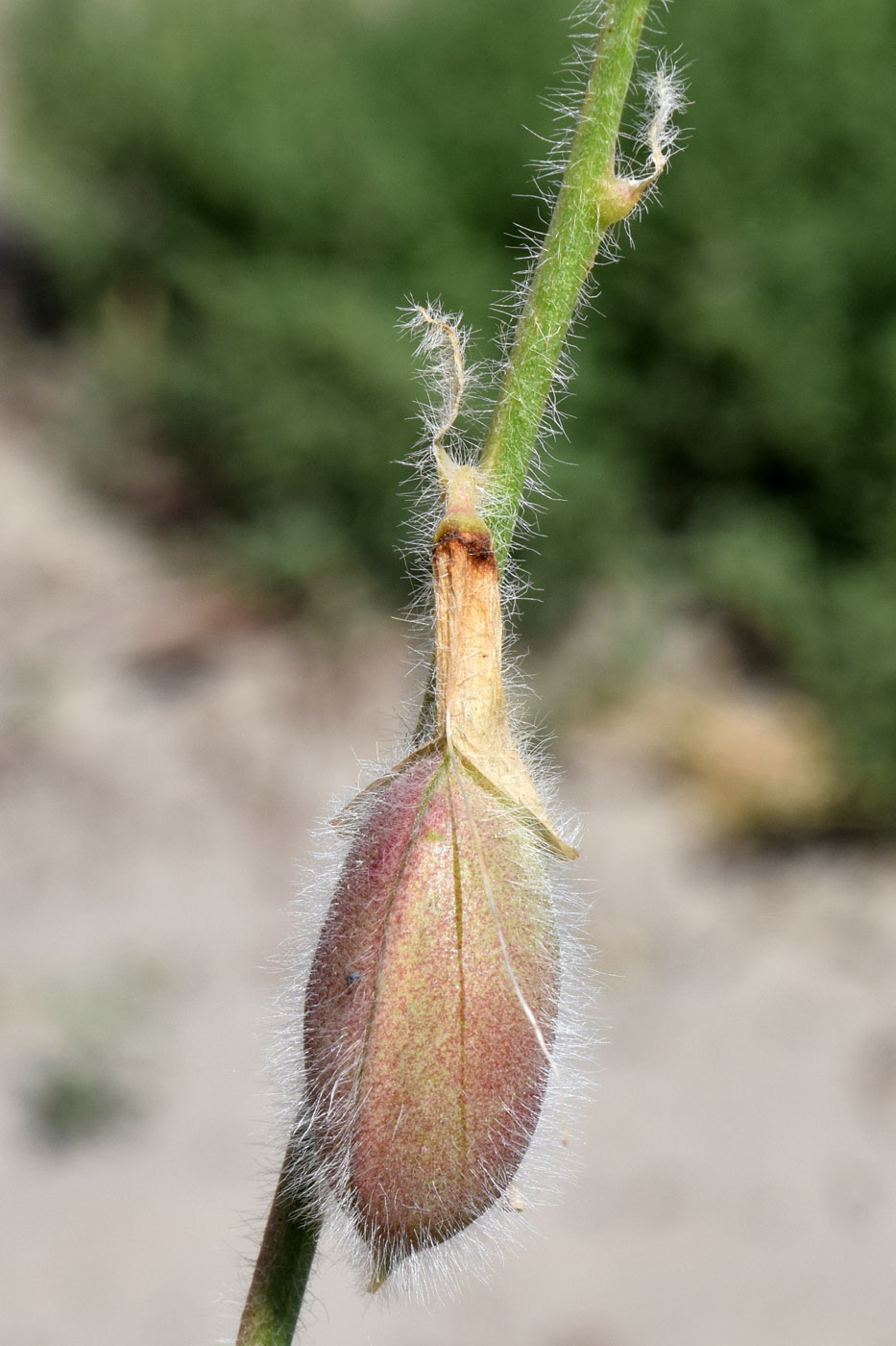 Image of Astragalus rubellus specimen.