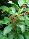 Lonicera involucrata. Побеги с незрелыми плодами. Санкт-Петербург, Петроградский р-н, ЦПКиО им. Кирова, в культуре. 12.06.2018.