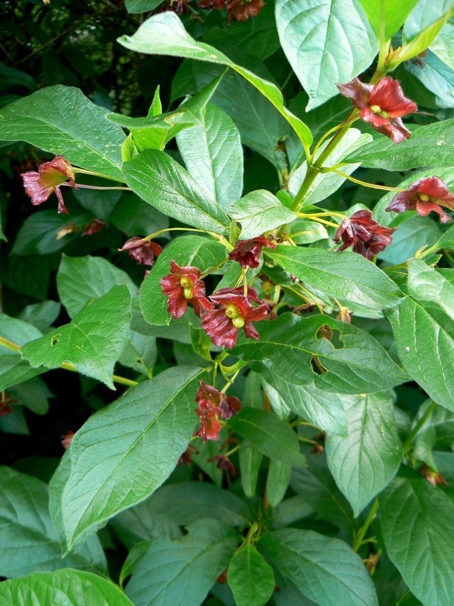 Изображение особи Lonicera involucrata.