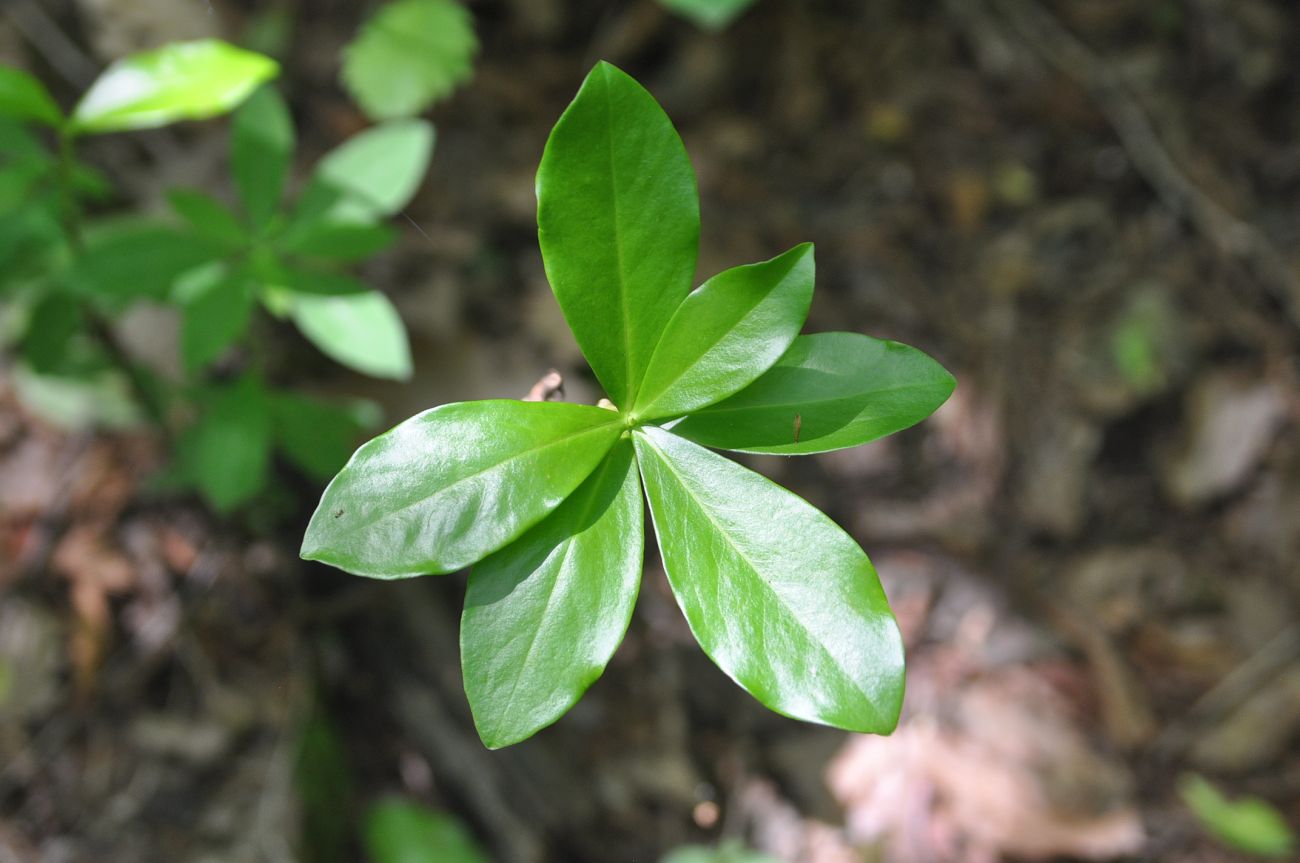 Image of Daphne pontica specimen.