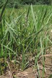 Sparganium erectum
