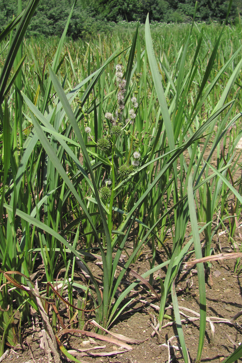 Image of Sparganium erectum specimen.