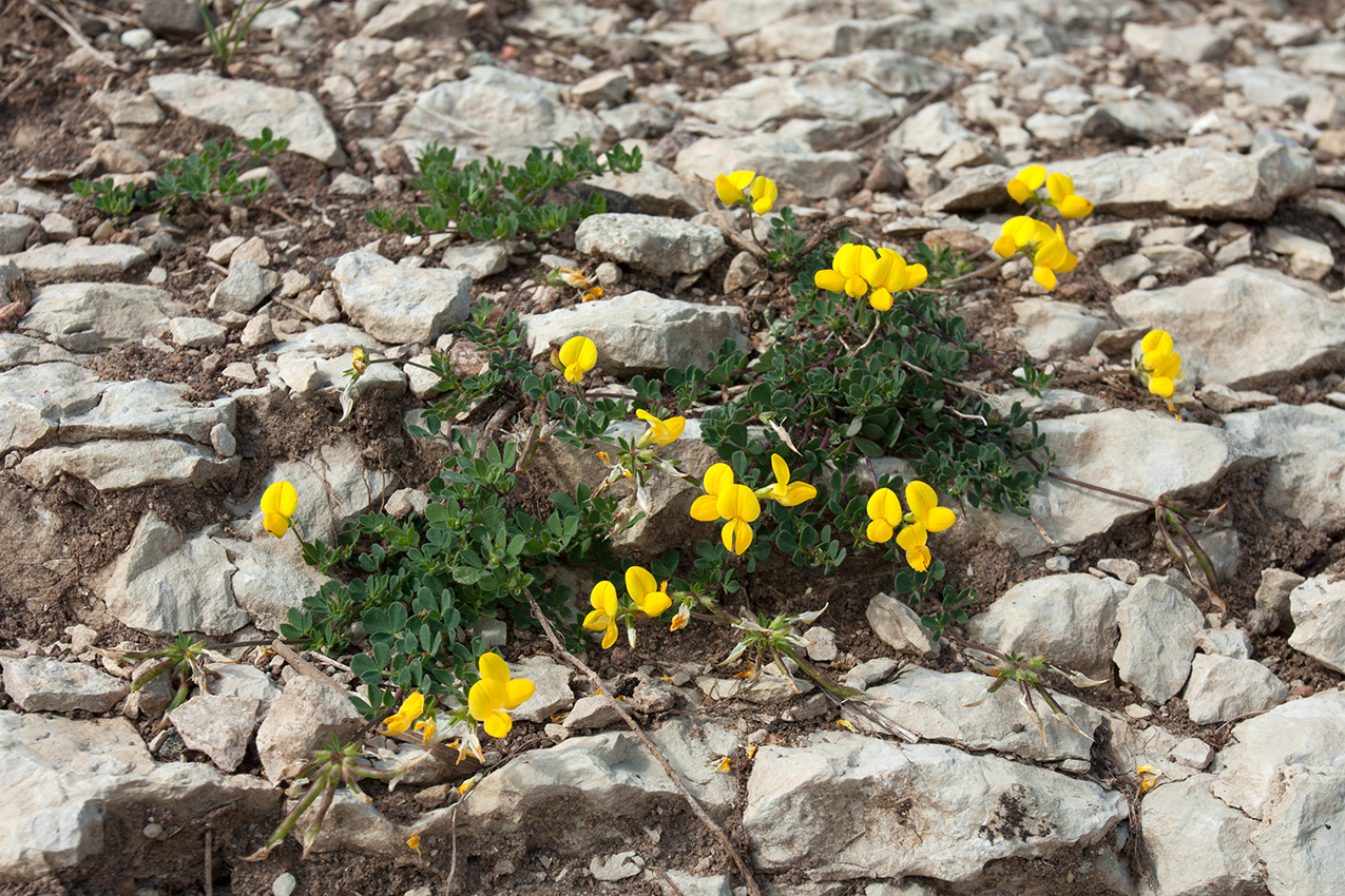 Image of Lotus zhegulensis specimen.