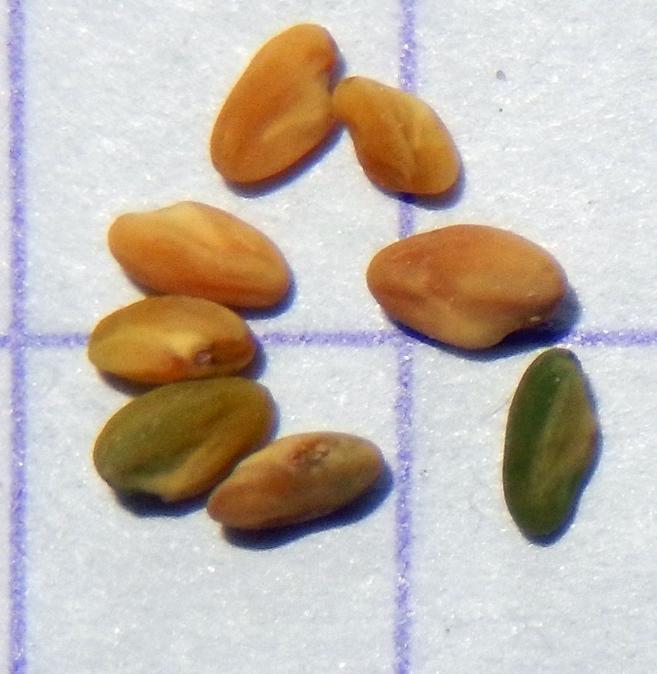 Image of Melilotus hirsutus specimen.