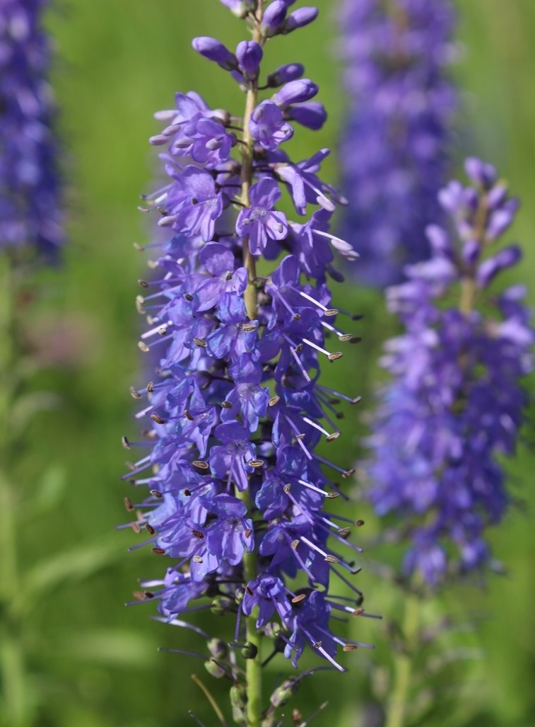 Image of Veronica longifolia specimen.