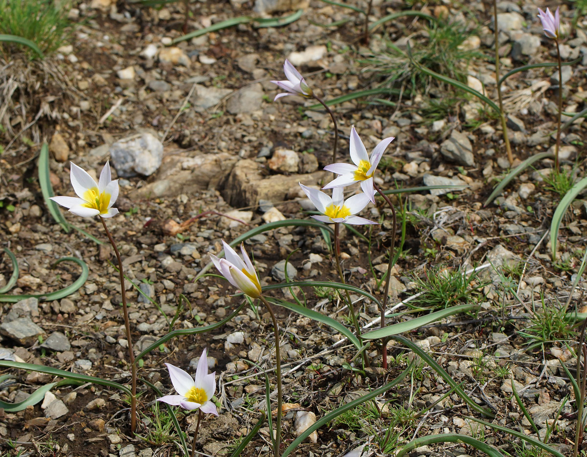 Изображение особи Tulipa patens.