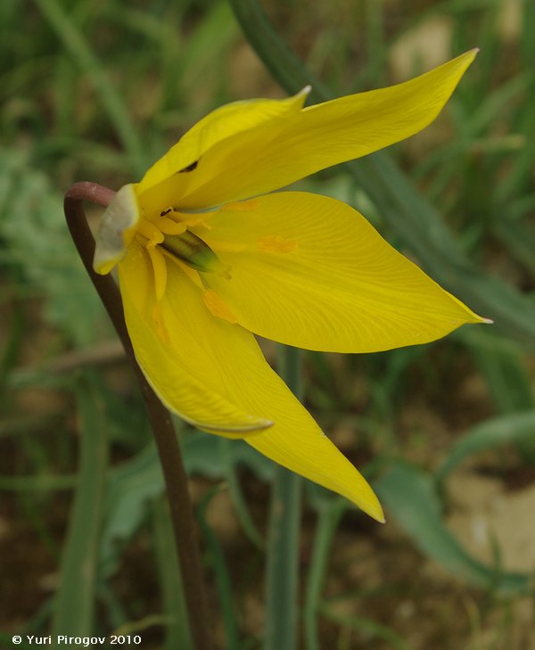 Изображение особи Tulipa scythica.