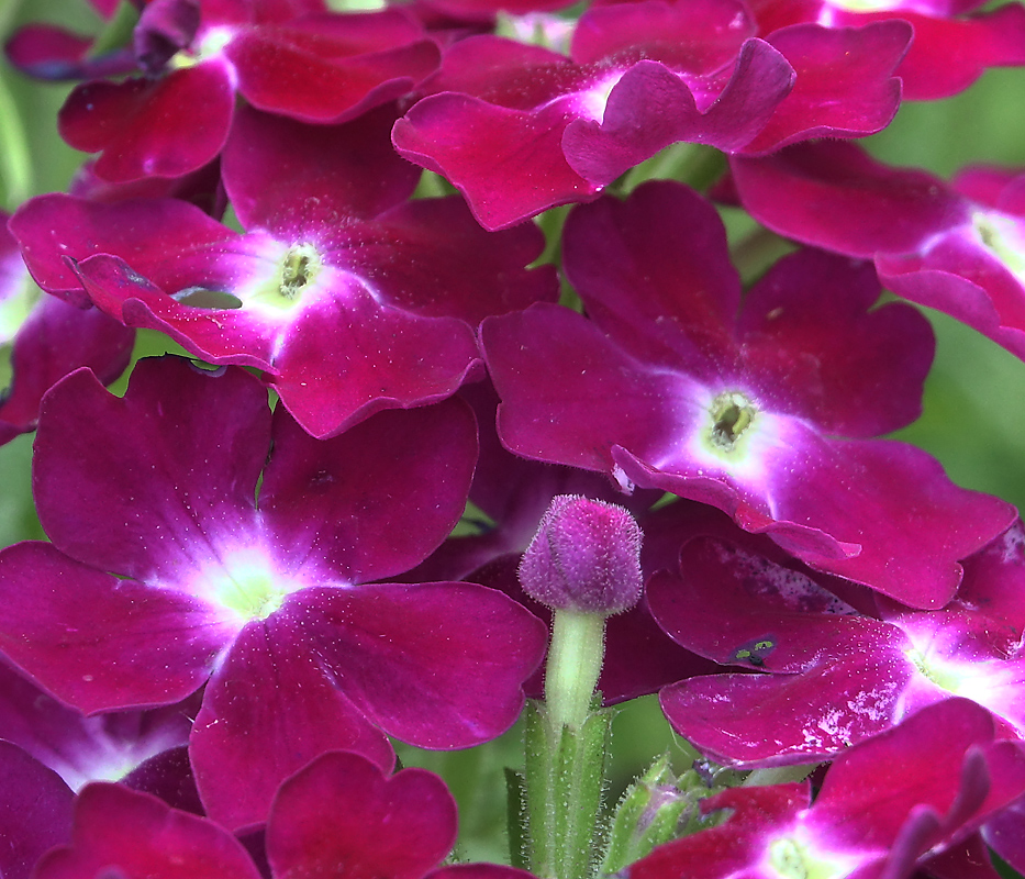 Изображение особи Glandularia × hybrida.