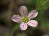 Psammophiliella muralis. Цветок. Украина, Закарпатская обл., г. Виноградов, на заброшенных железнодорожных путях. 21 июня 2010 г.