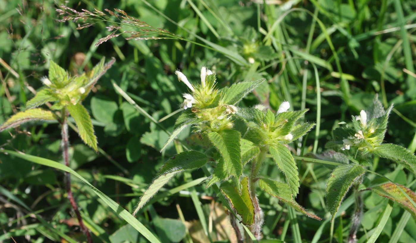 Изображение особи Galeopsis bifida.