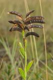 Genista tinctoria. Верхушка плодоносящего побега. Башкортостан, Учалинский р-н, Ильчигуловский сельсовет, окр. дер. Мулдашево, хр. Нурали, каменистый склон, ≈ 700 м н.у.м. 7 сентября 2018 г.