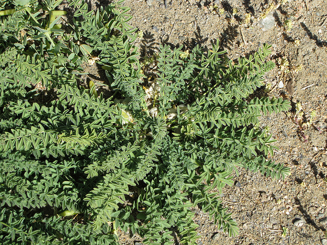 Image of Astragalus pamirensis specimen.