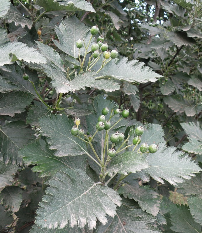 Image of Sorbus intermedia specimen.