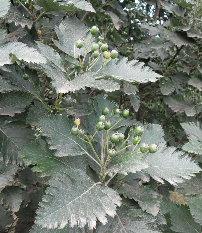 Изображение особи Sorbus intermedia.