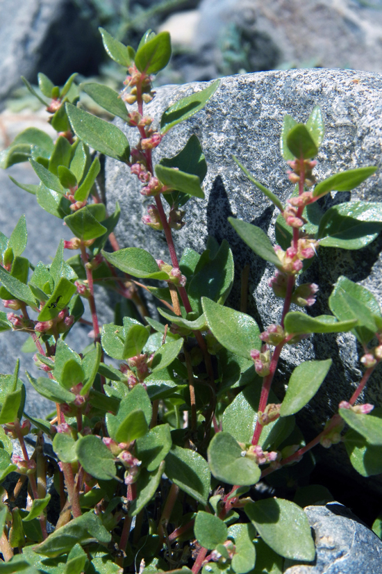 Изображение особи Parietaria elliptica.