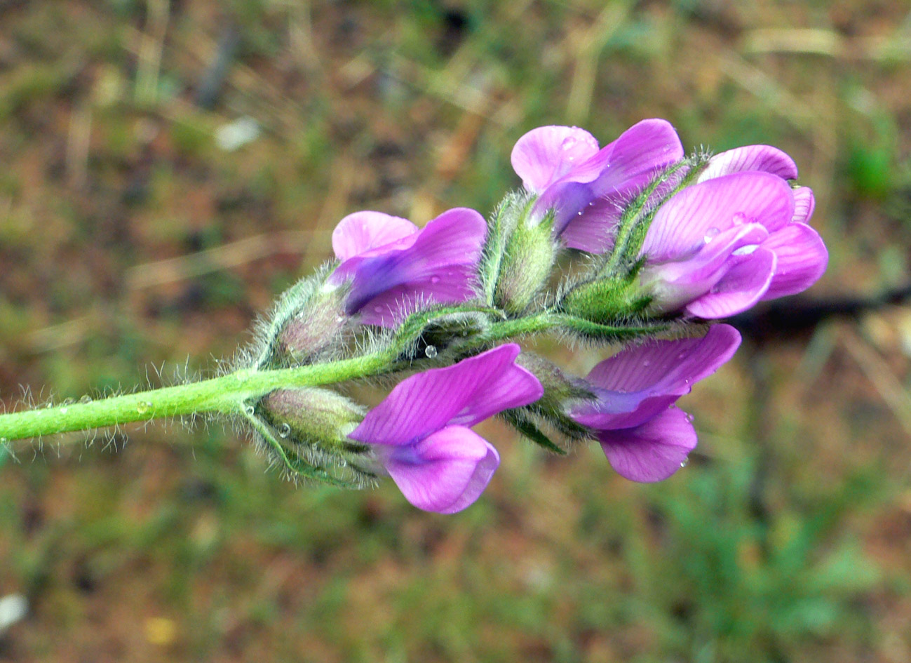 Image of Oxytropis vassilczenkoi specimen.