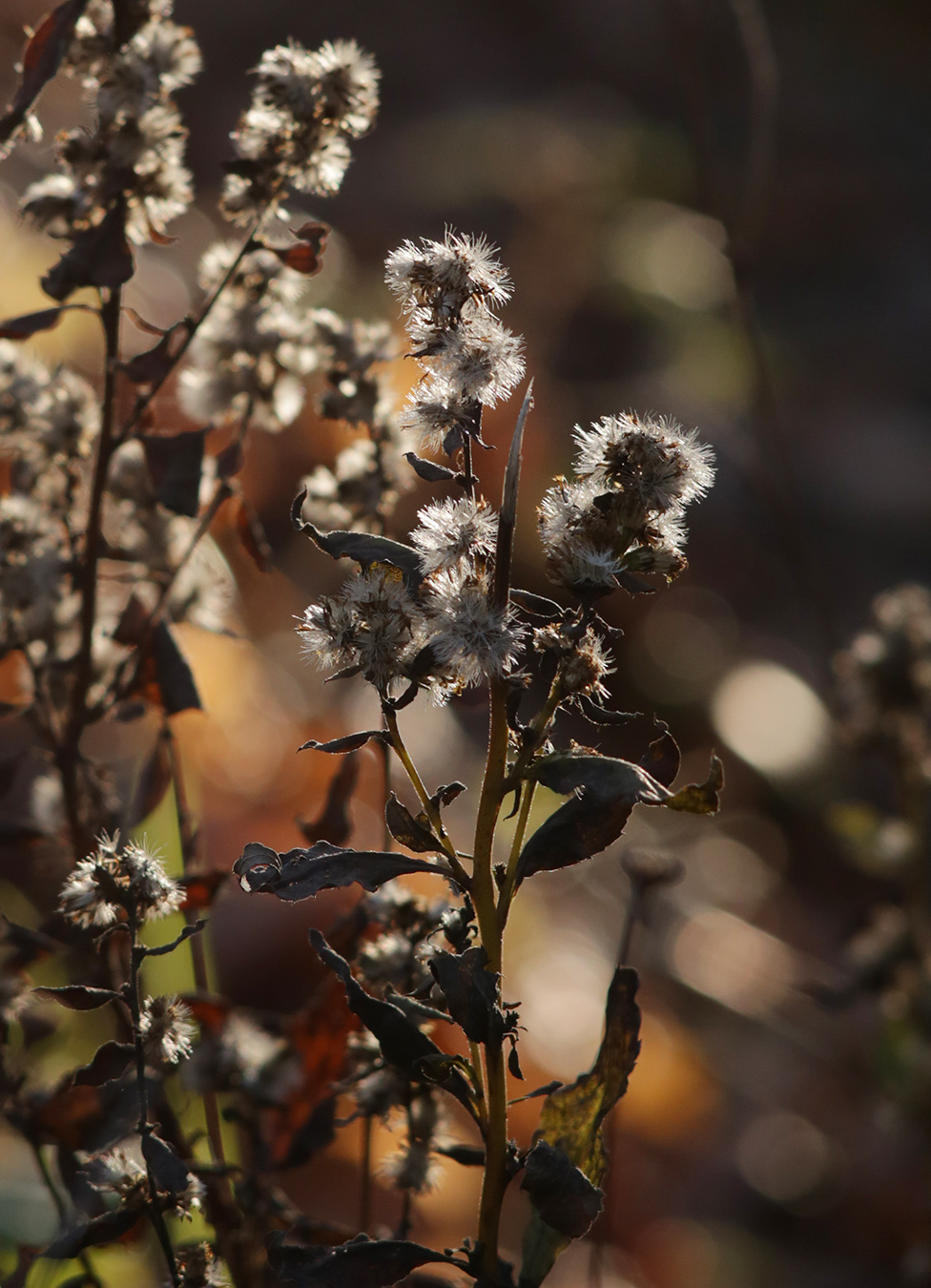 Image of Solidago virgaurea specimen.