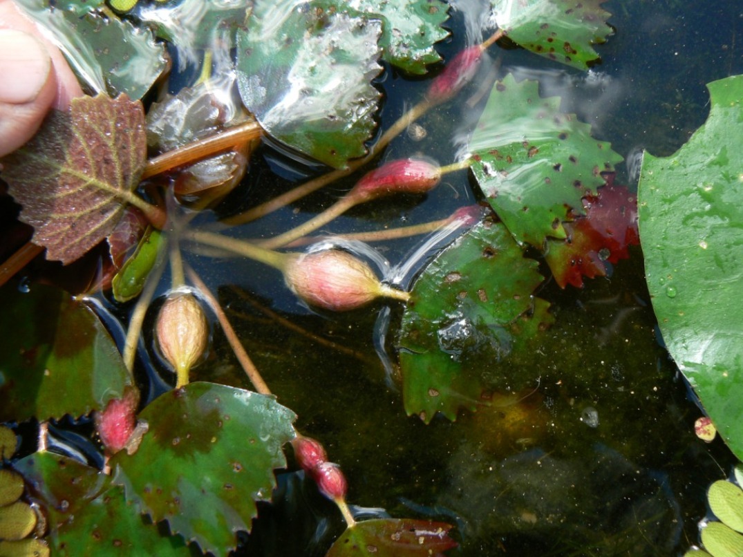 Изображение особи Trapa pseudincisa.