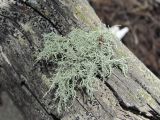 Usnea hirta