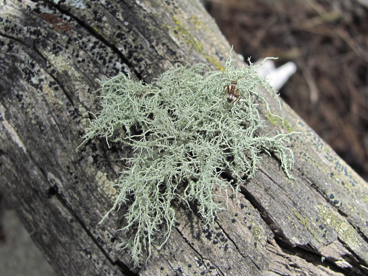 Image of Usnea hirta specimen.