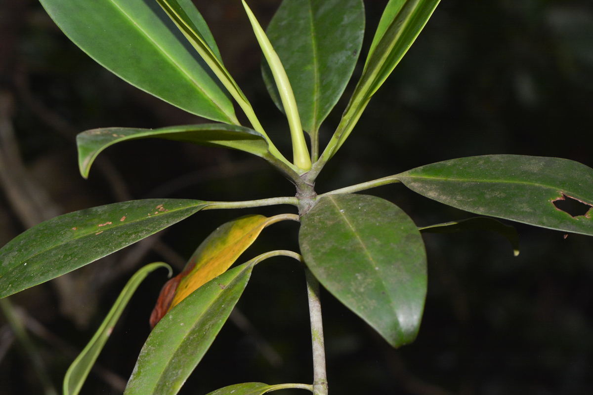 Image of Bruguiera gymnorhiza specimen.