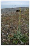 Verbascum gnaphalodes. Цветущее растение. Республика Абхазия, г. Сухум, морской пляж. 19.08.2009.
