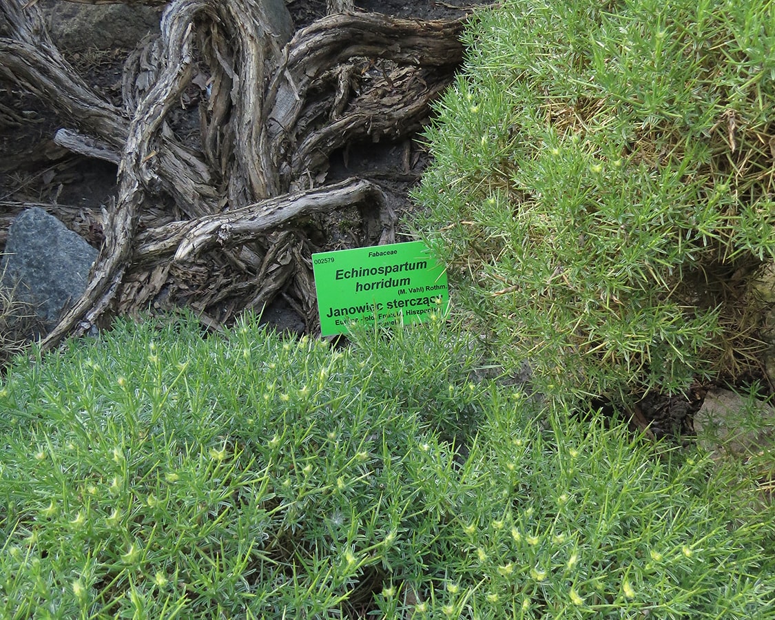 Изображение особи Echinospartum horridum.