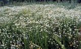 Tripleurospermum inodorum