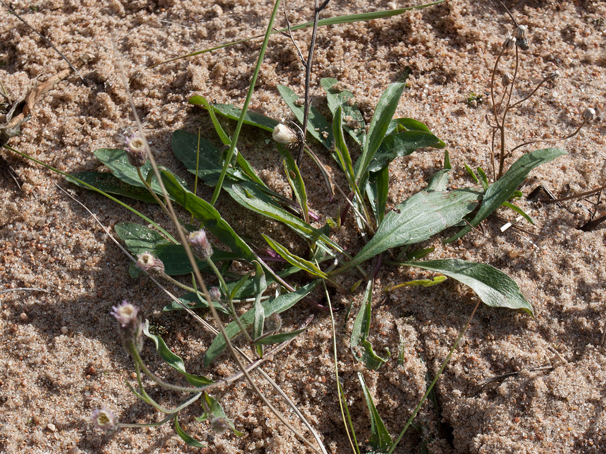 Image of Erigeron acris specimen.